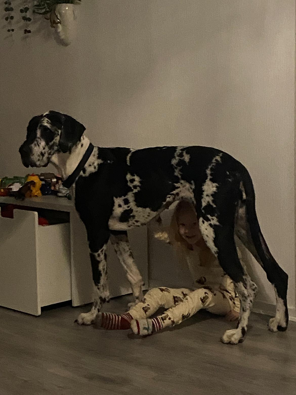 Grand danois Gigi billede 3