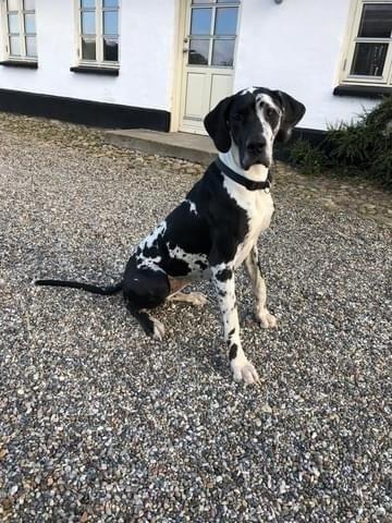 Grand danois Gigi billede 5