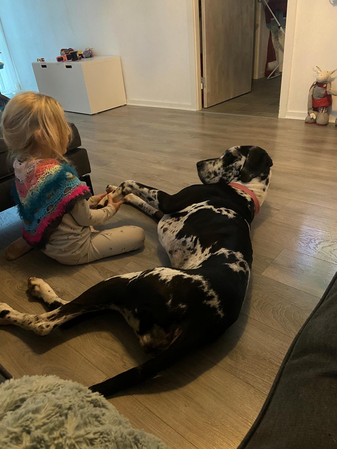 Grand danois Gigi billede 2