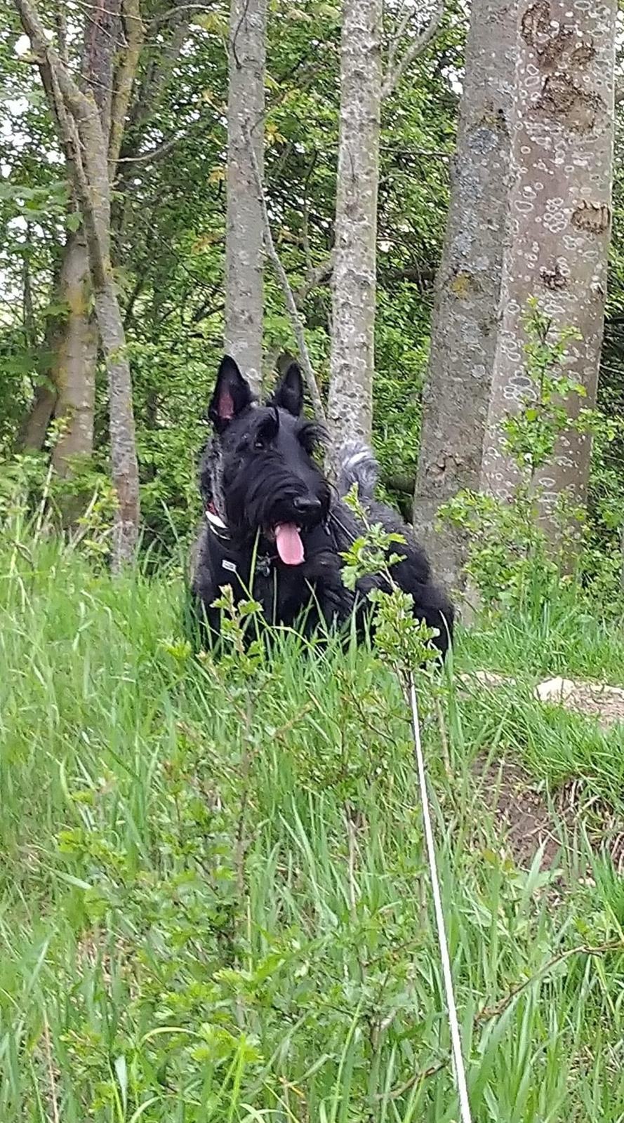 Skotsk terrier Nicla Missi Ballou (Balder)  billede 12