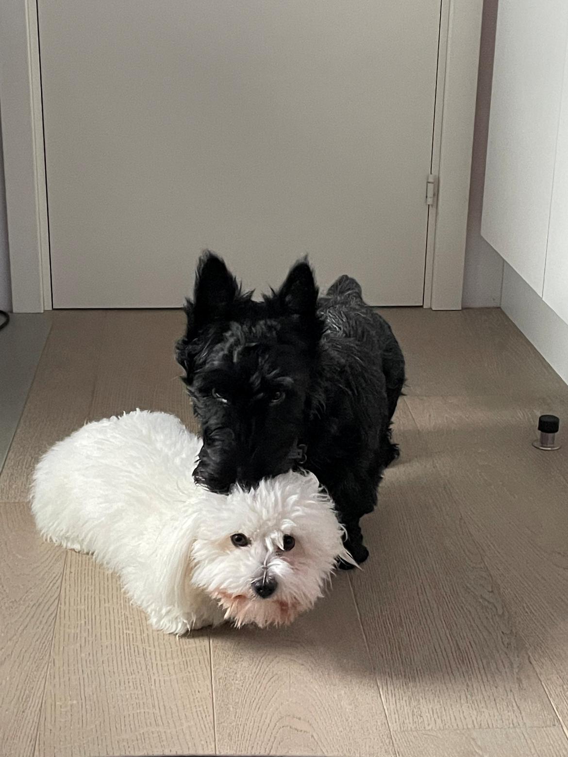 Skotsk terrier Nicla Missi Ballou (Balder)  billede 13