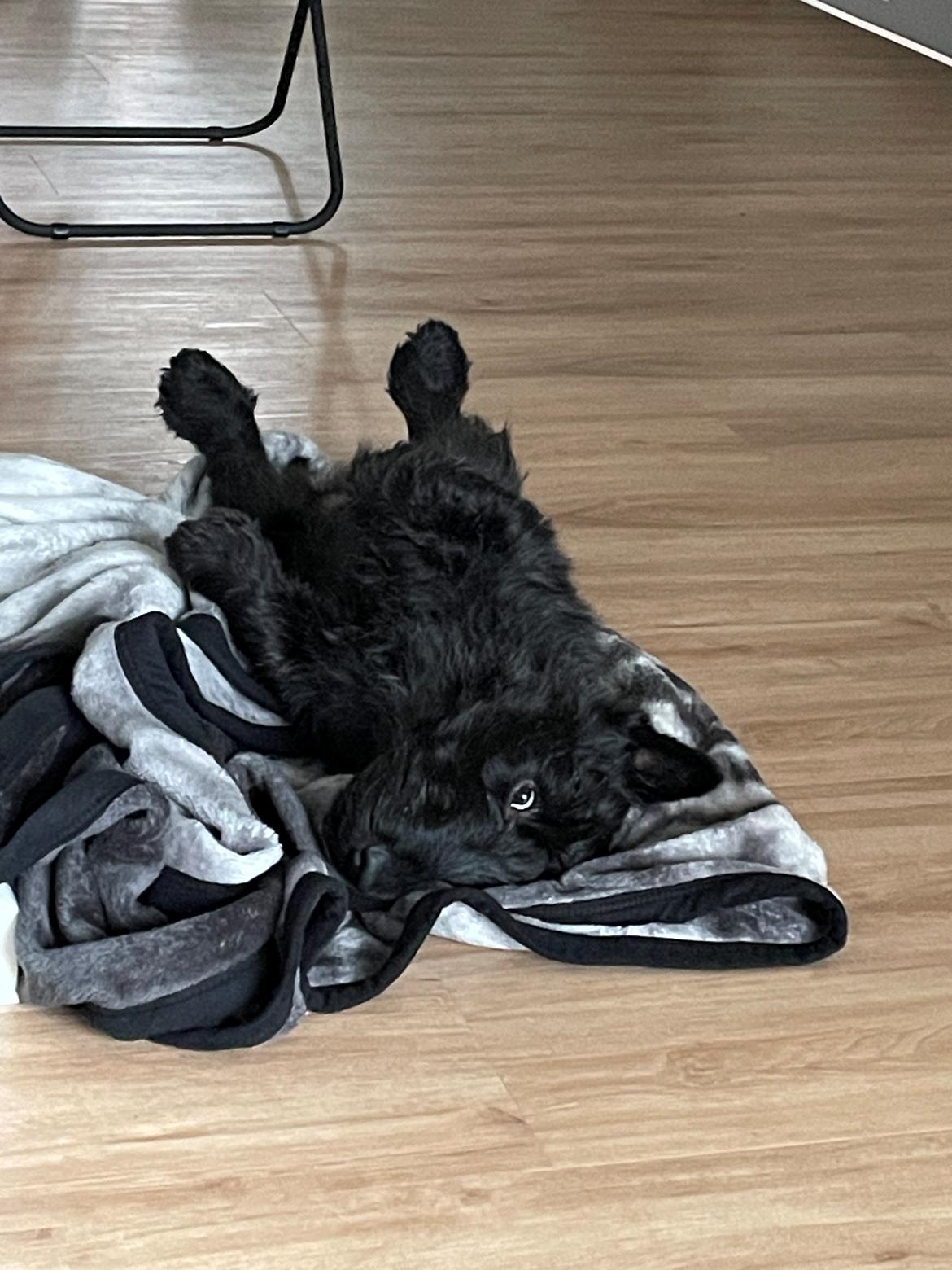 Skotsk terrier Nicla Missi Ballou (Balder)  billede 16