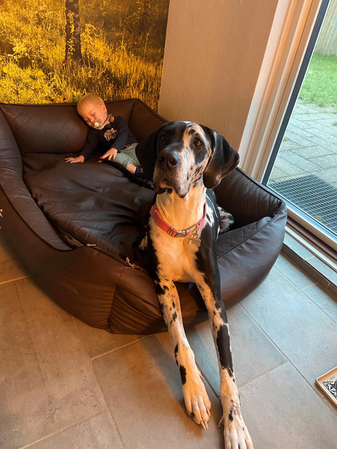 Grand danois Gigi - Når man griner SÅ meget, at man ligner en der græder bagved ❤️🐶 billede 6