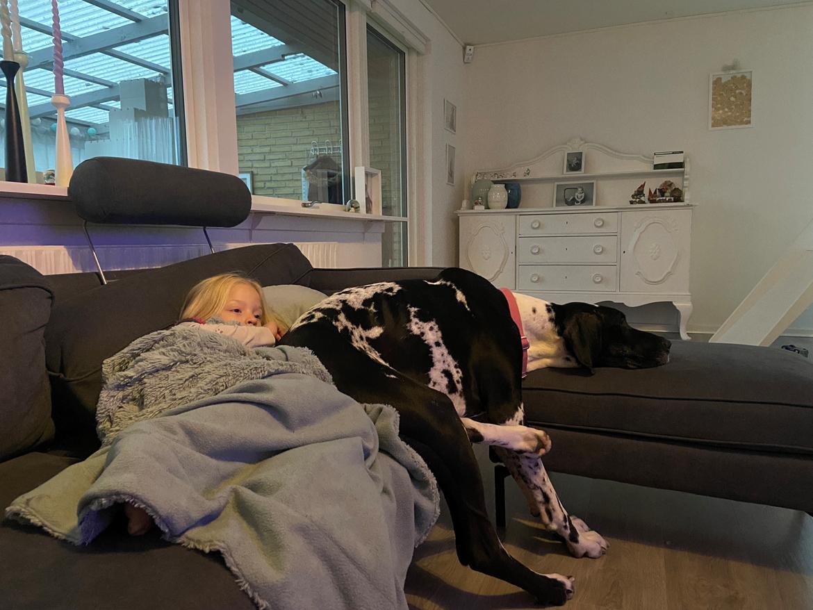 Grand danois Gigi billede 7