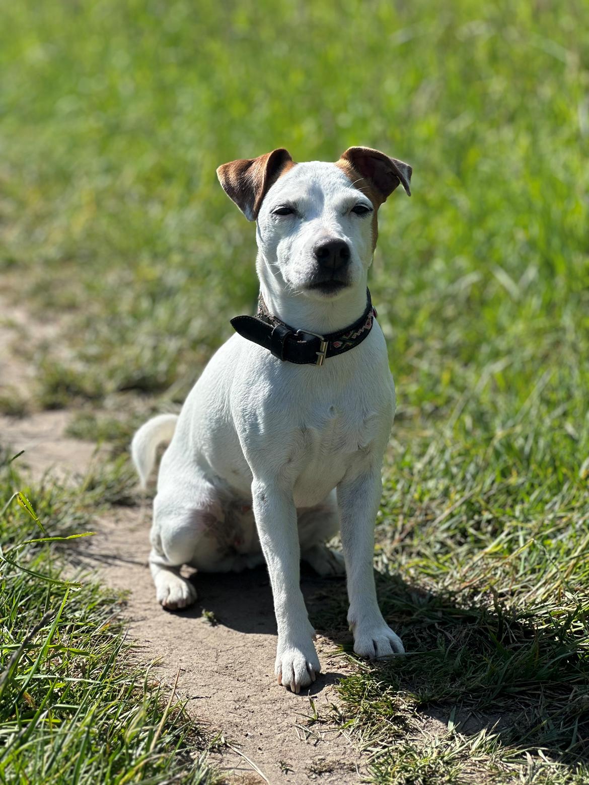 Parson russell terrier Sonja billede 1