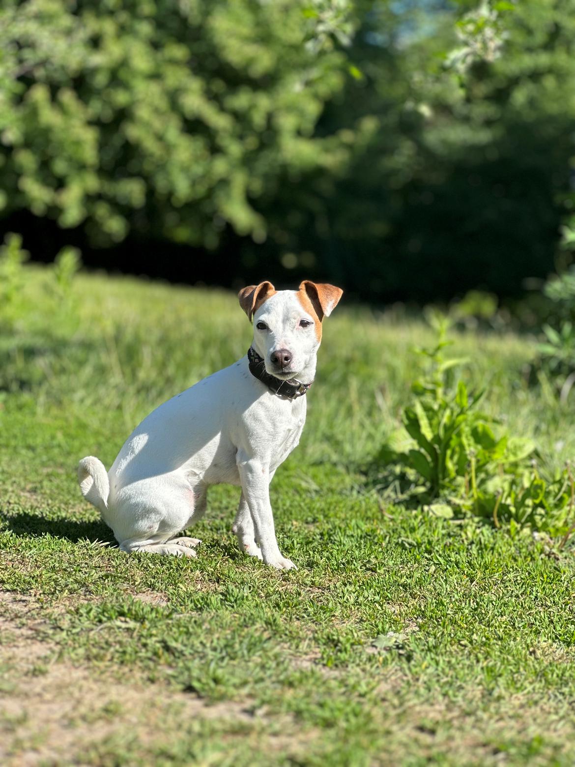 Parson russell terrier Sonja billede 4