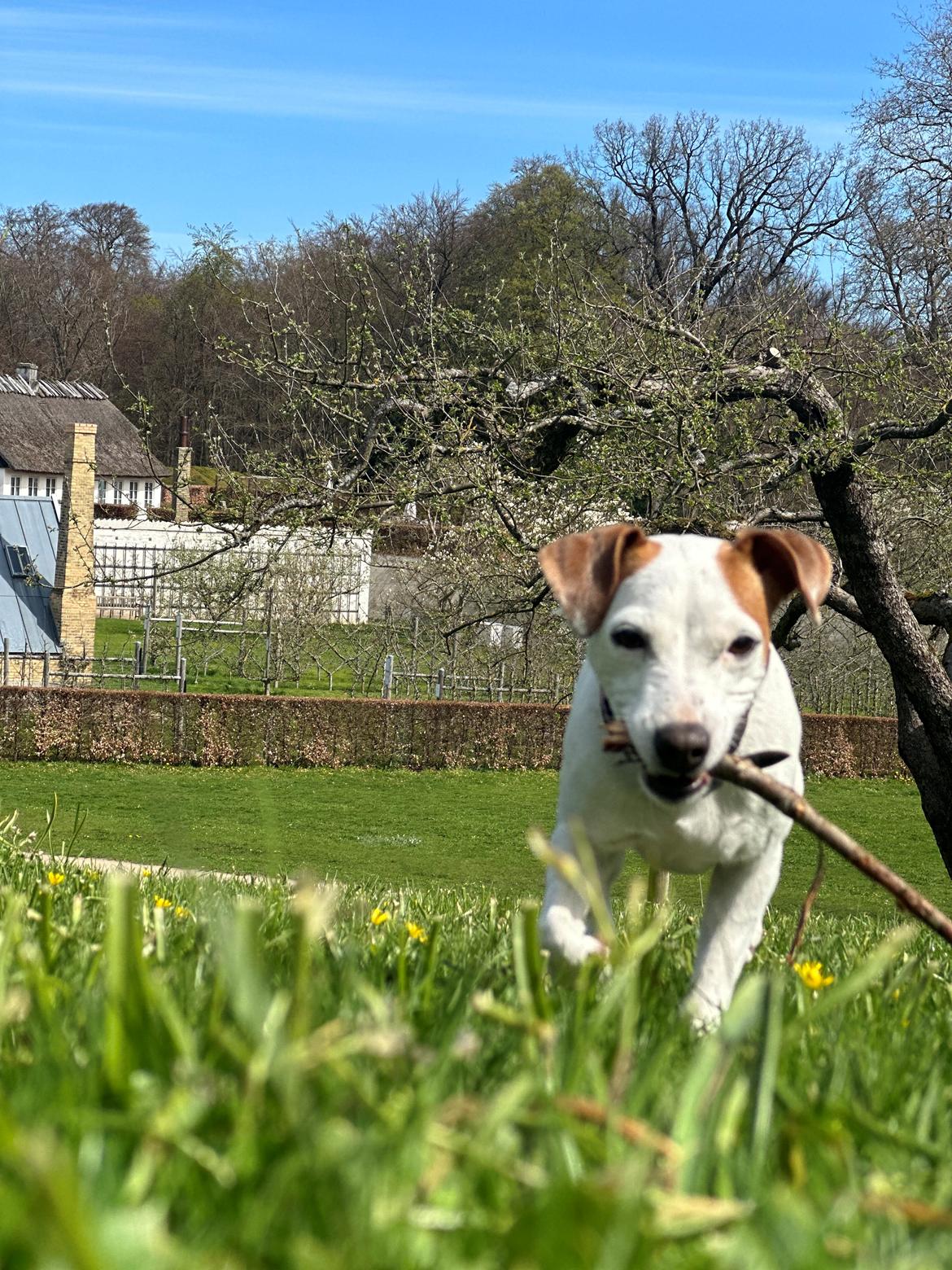 Parson russell terrier Sonja billede 6