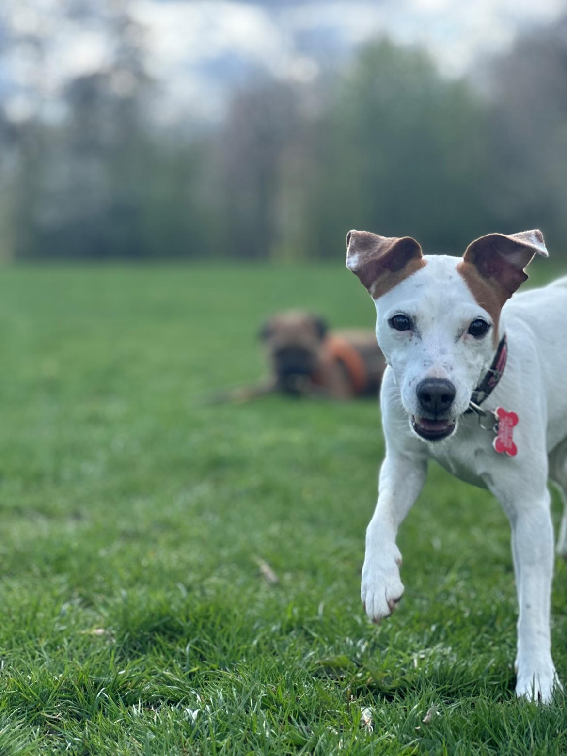 Parson russell terrier Sonja billede 7