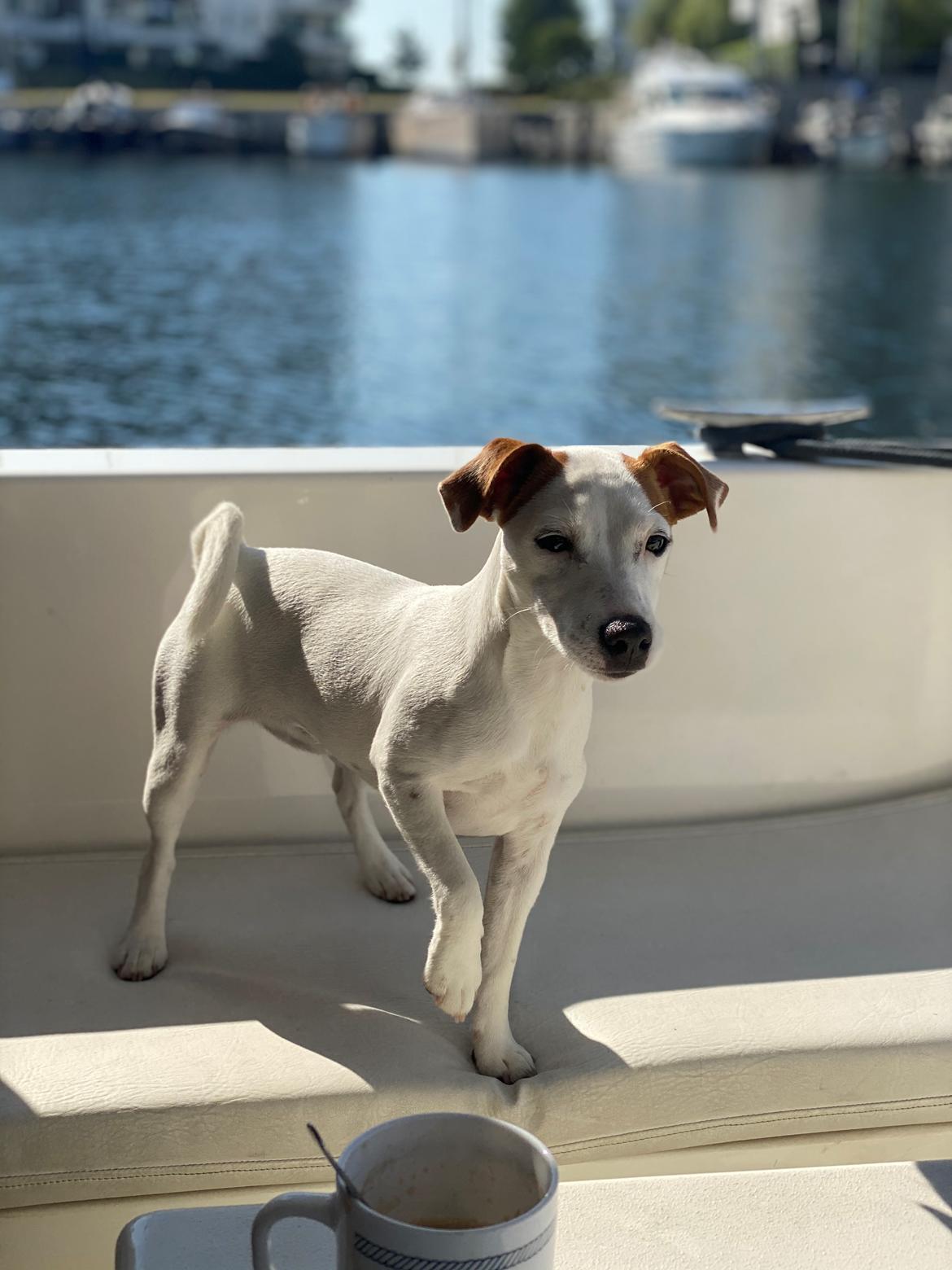 Parson russell terrier Sonja billede 10