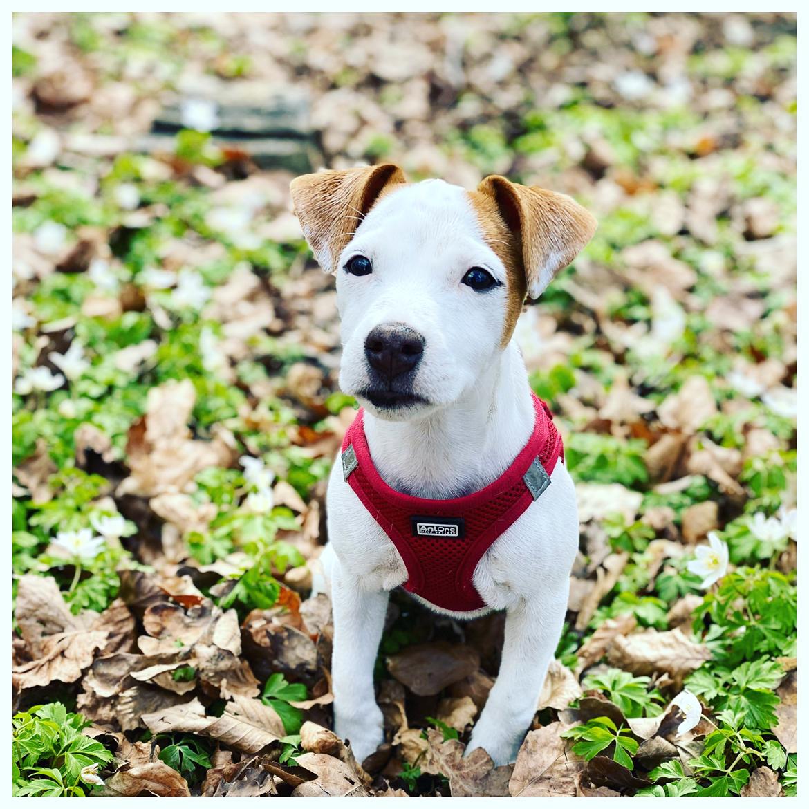 Parson russell terrier Sonja billede 11