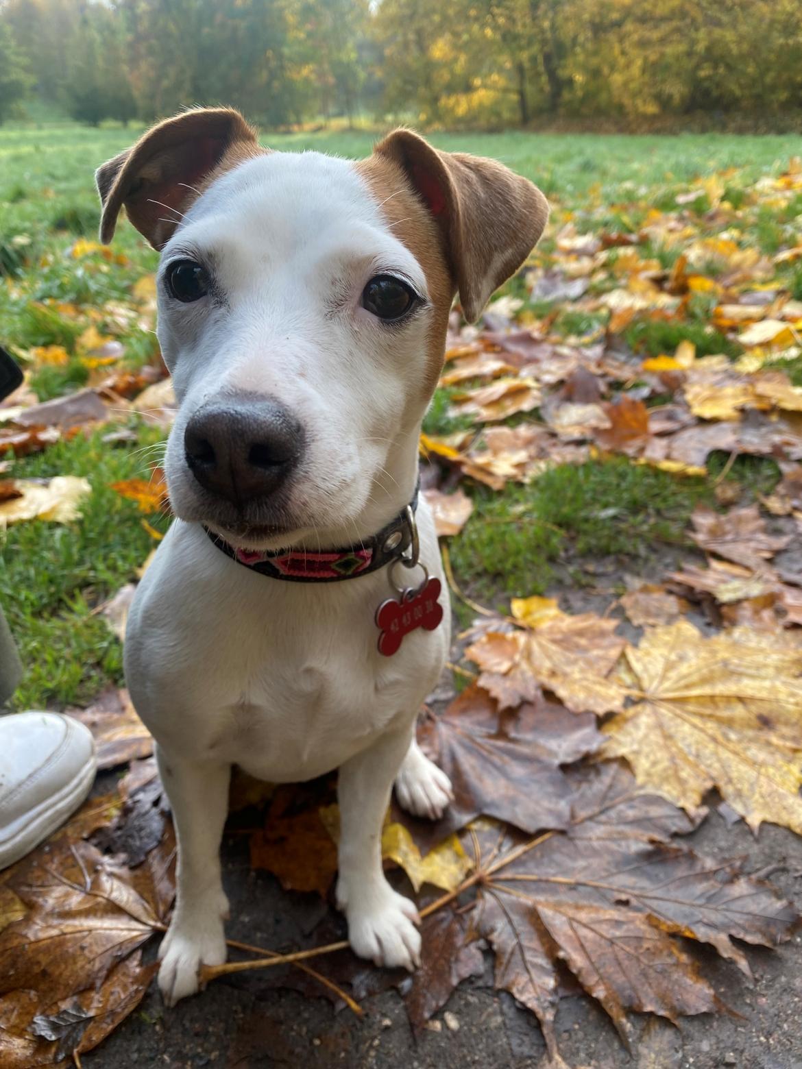 Parson russell terrier Sonja billede 8