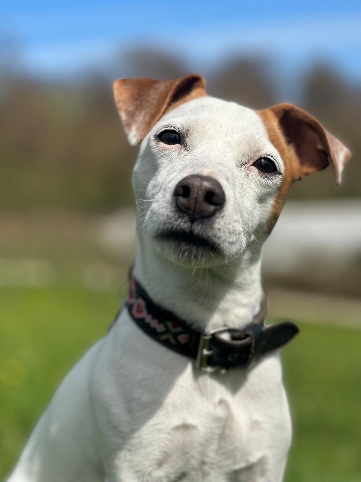 Parson russell terrier Sonja billede 5