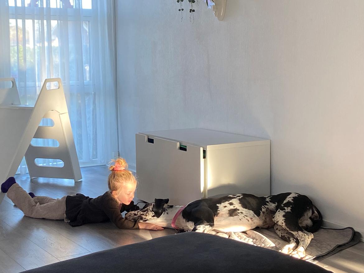 Grand danois Gigi billede 8