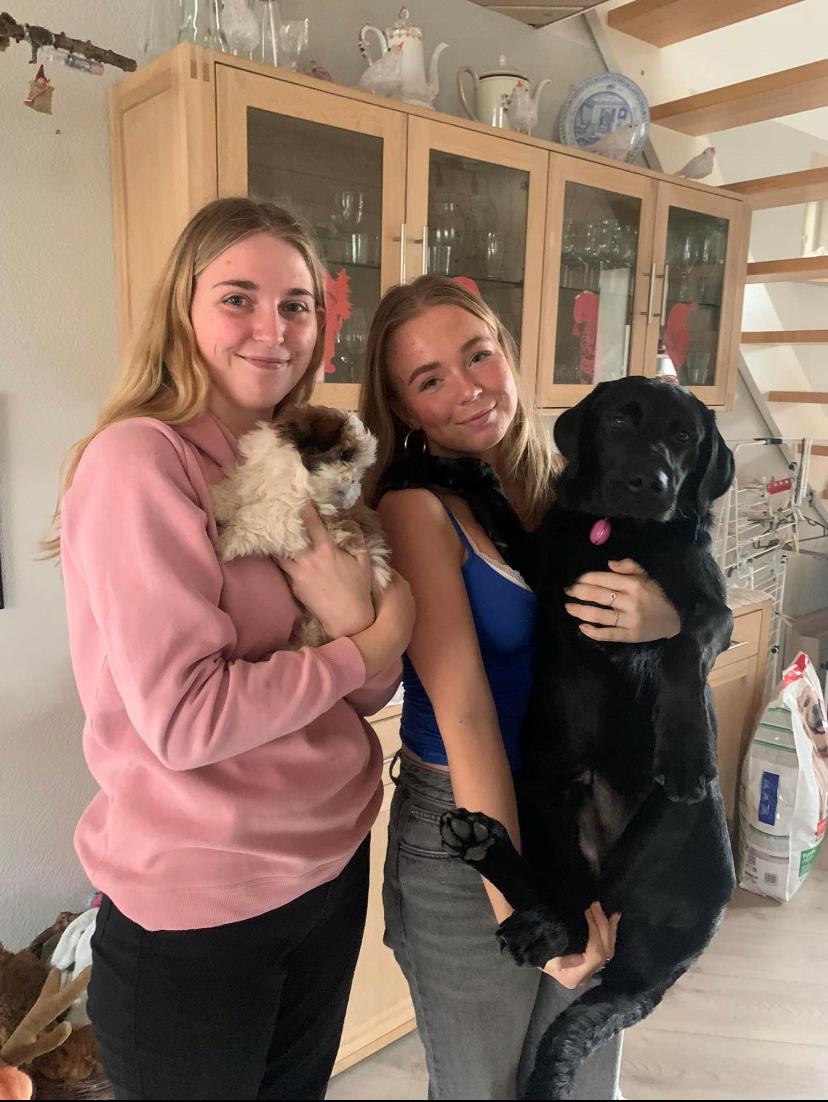 Shih tzu Mandfred (fodervært, servicehundeforningen) billede 1