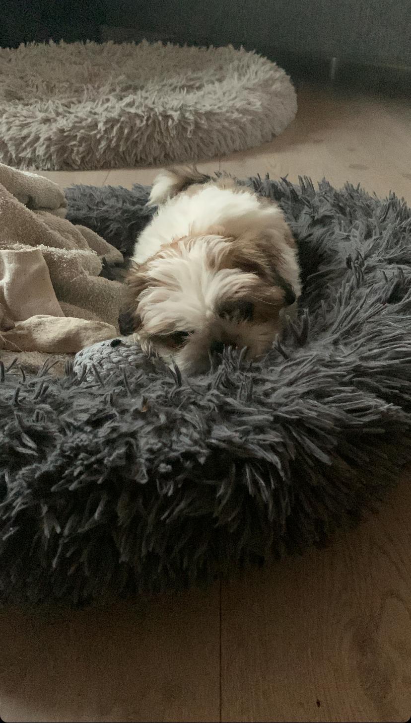 Shih tzu Mandfred (fodervært, servicehundeforningen) billede 2