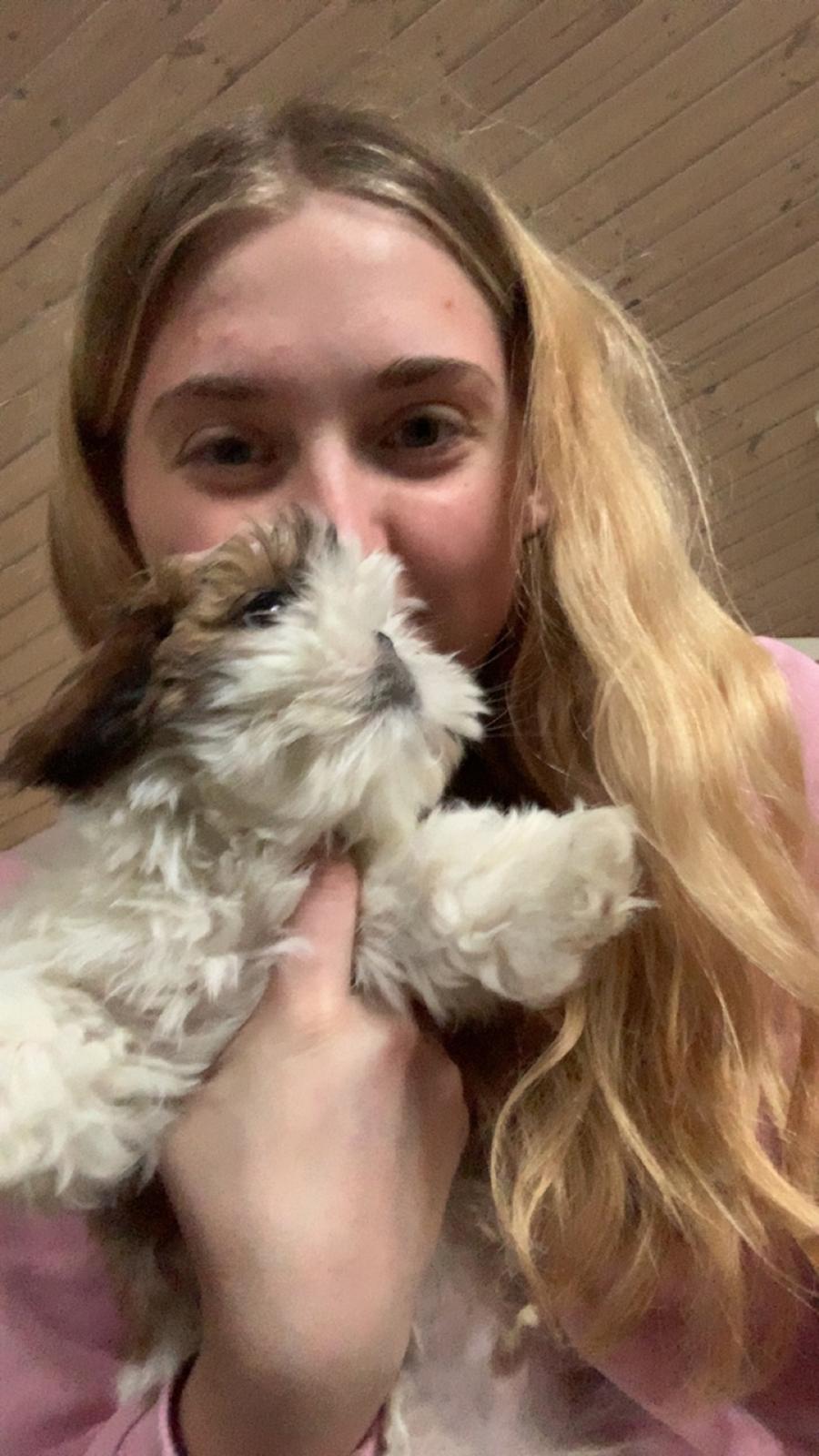 Shih tzu Mandfred (fodervært, servicehundeforningen) billede 3