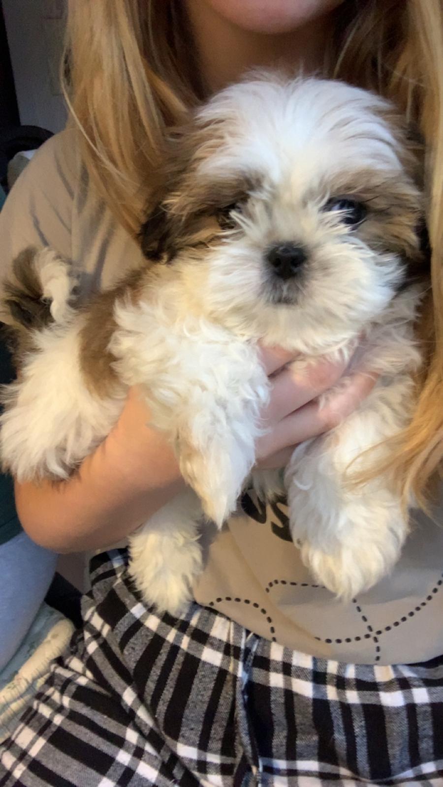 Shih tzu Mandfred (fodervært, servicehundeforningen) billede 5