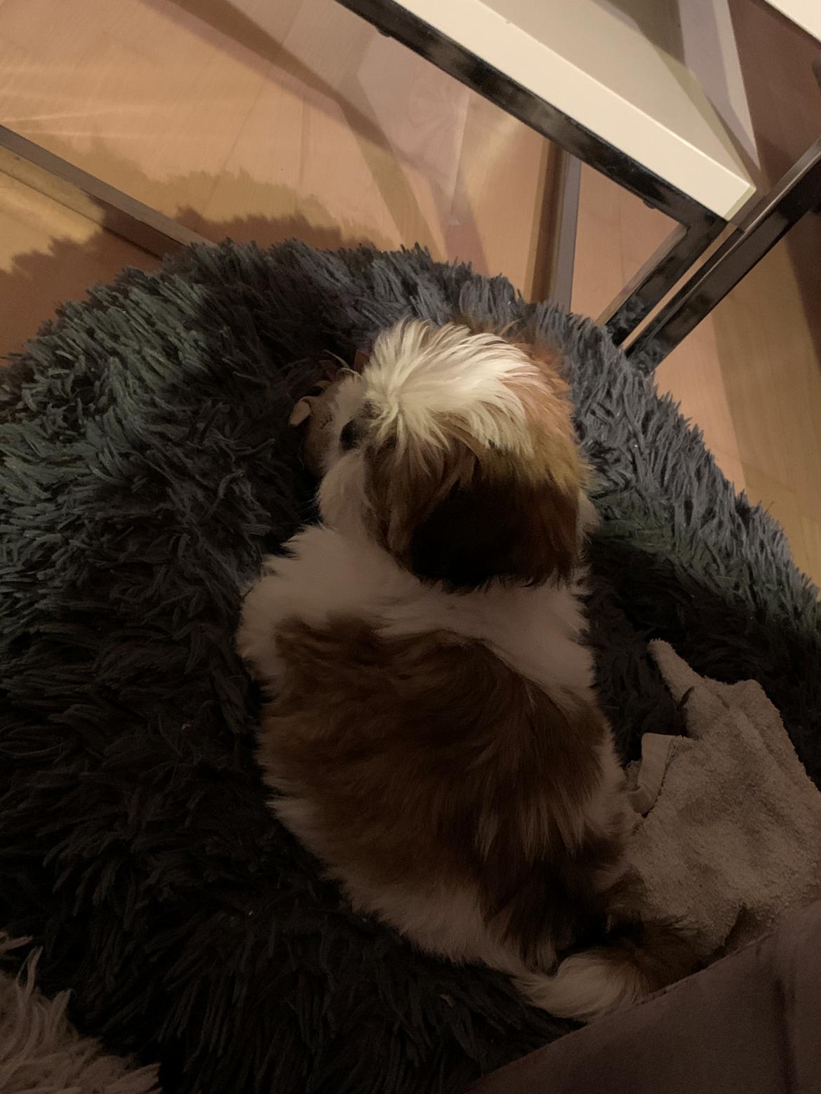 Shih tzu Mandfred (fodervært, servicehundeforningen) billede 6