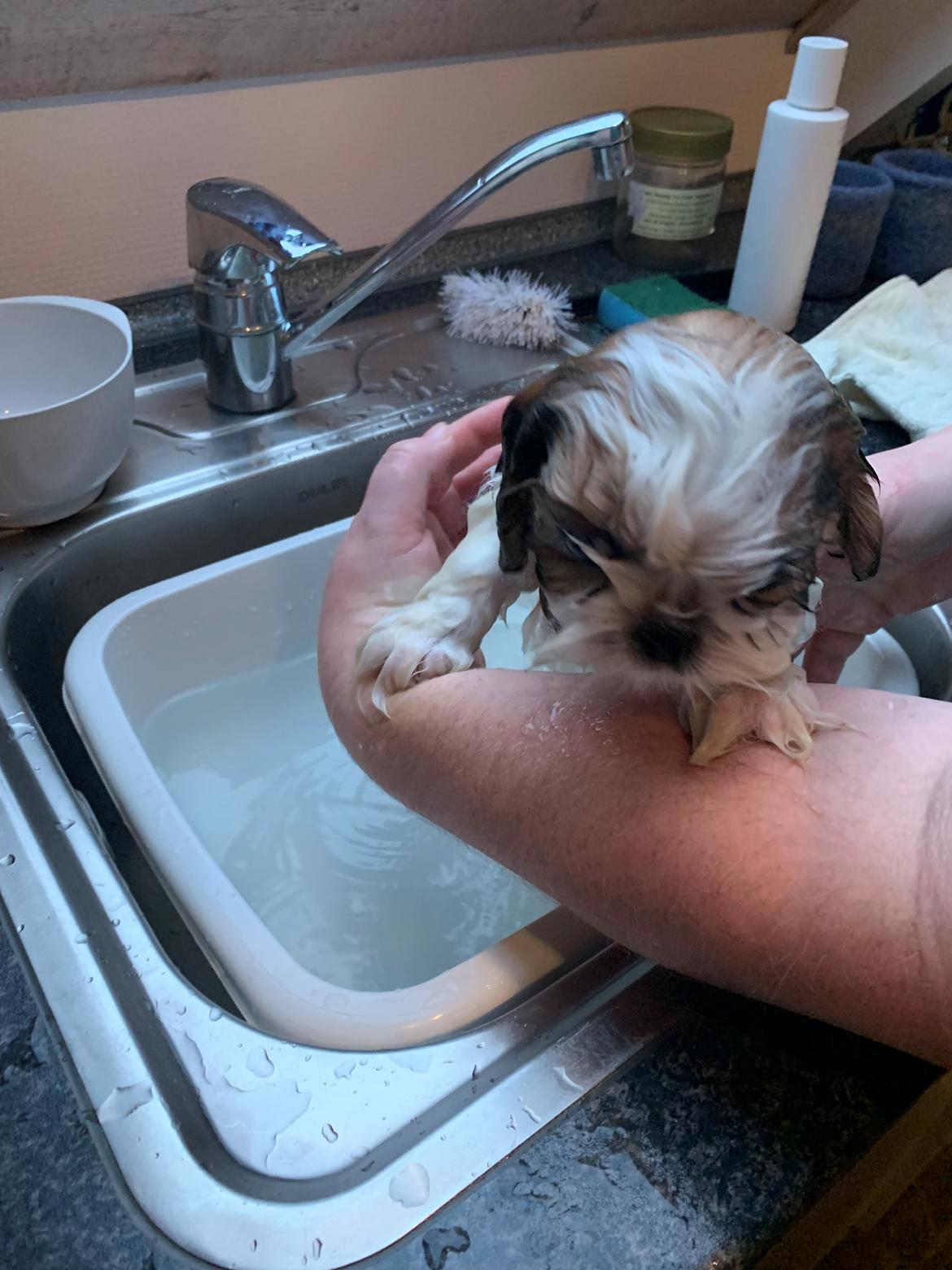 Shih tzu Mandfred (fodervært, servicehundeforningen) billede 4