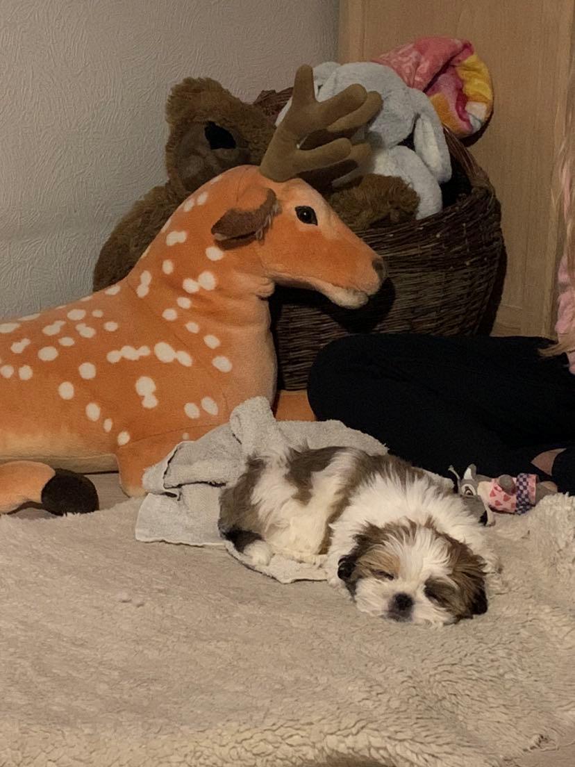 Shih tzu Mandfred (fodervært, servicehundeforningen) billede 7