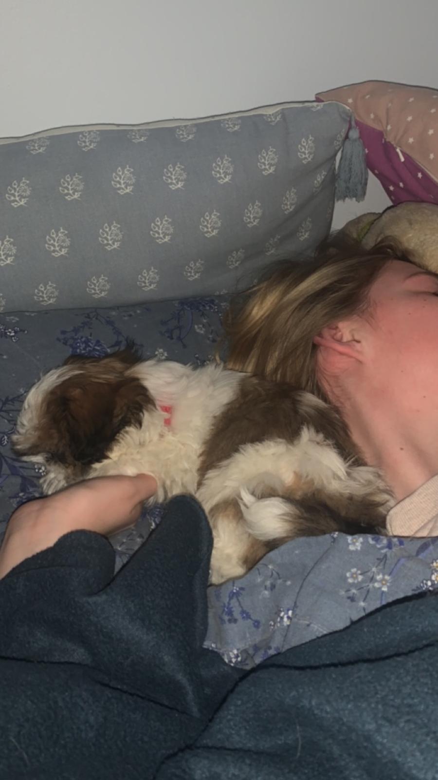 Shih tzu Mandfred (fodervært, servicehundeforningen) billede 9