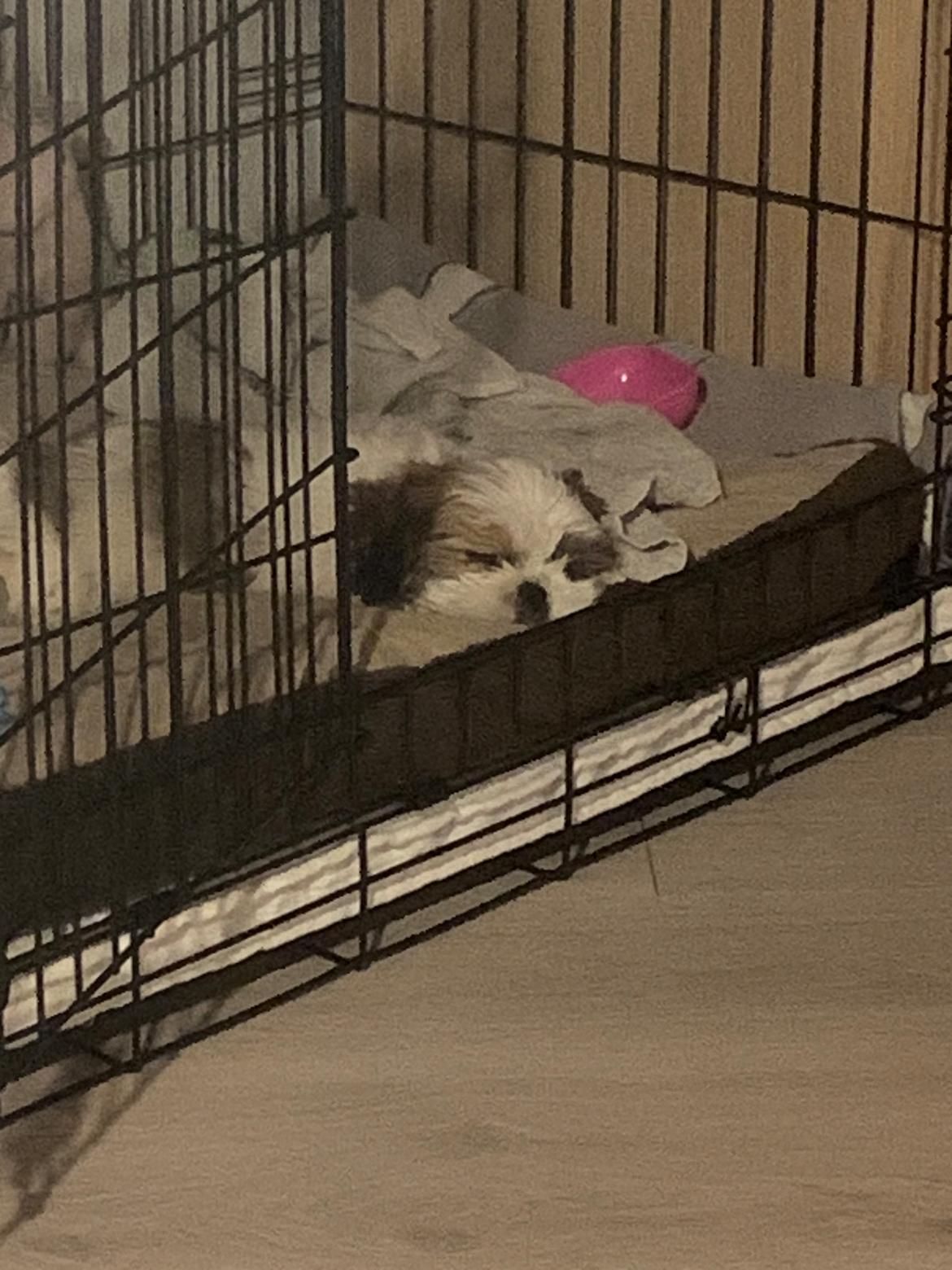 Shih tzu Mandfred (fodervært, servicehundeforningen) billede 8