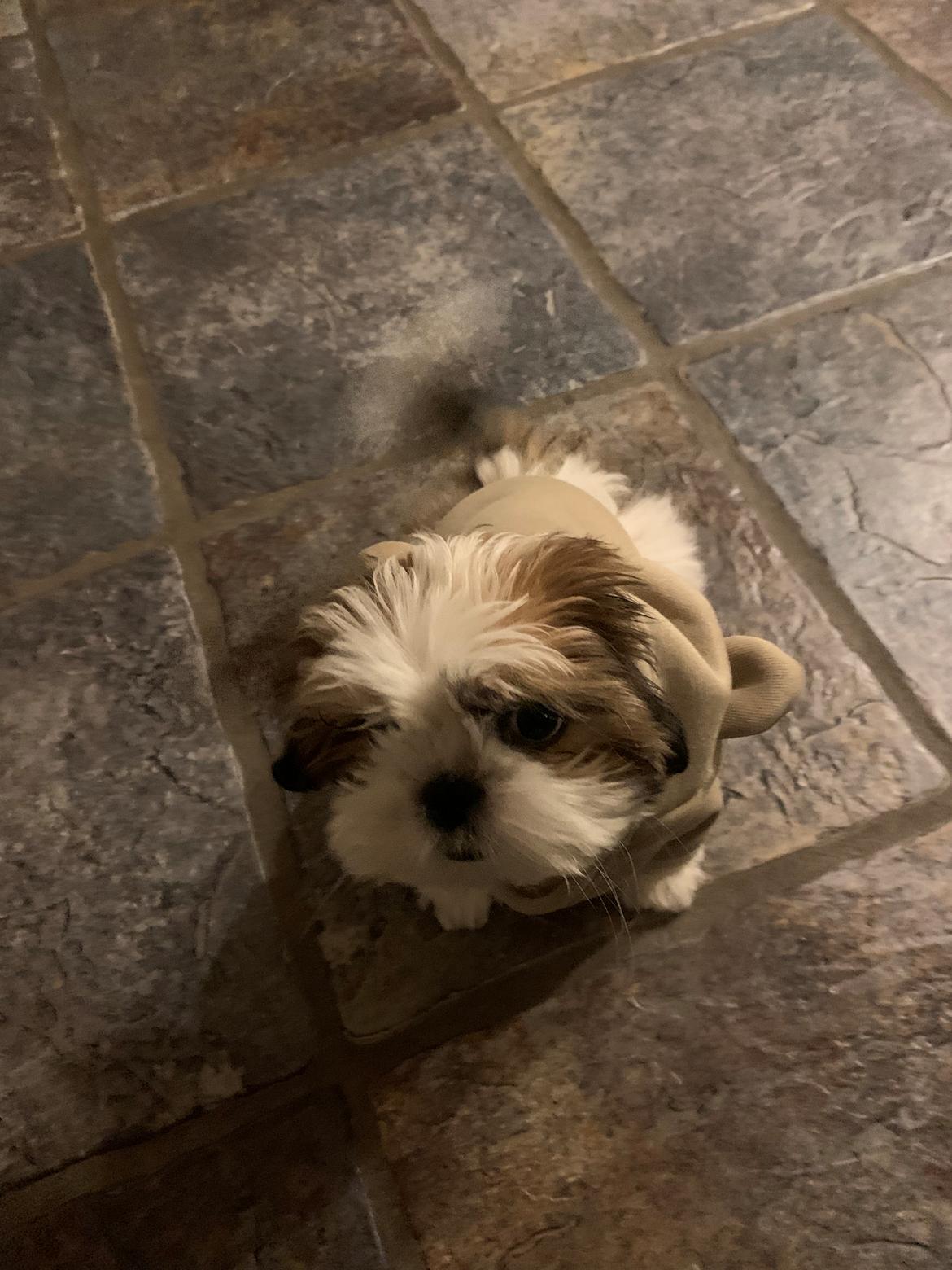 Shih tzu Mandfred (fodervært, servicehundeforningen) billede 10