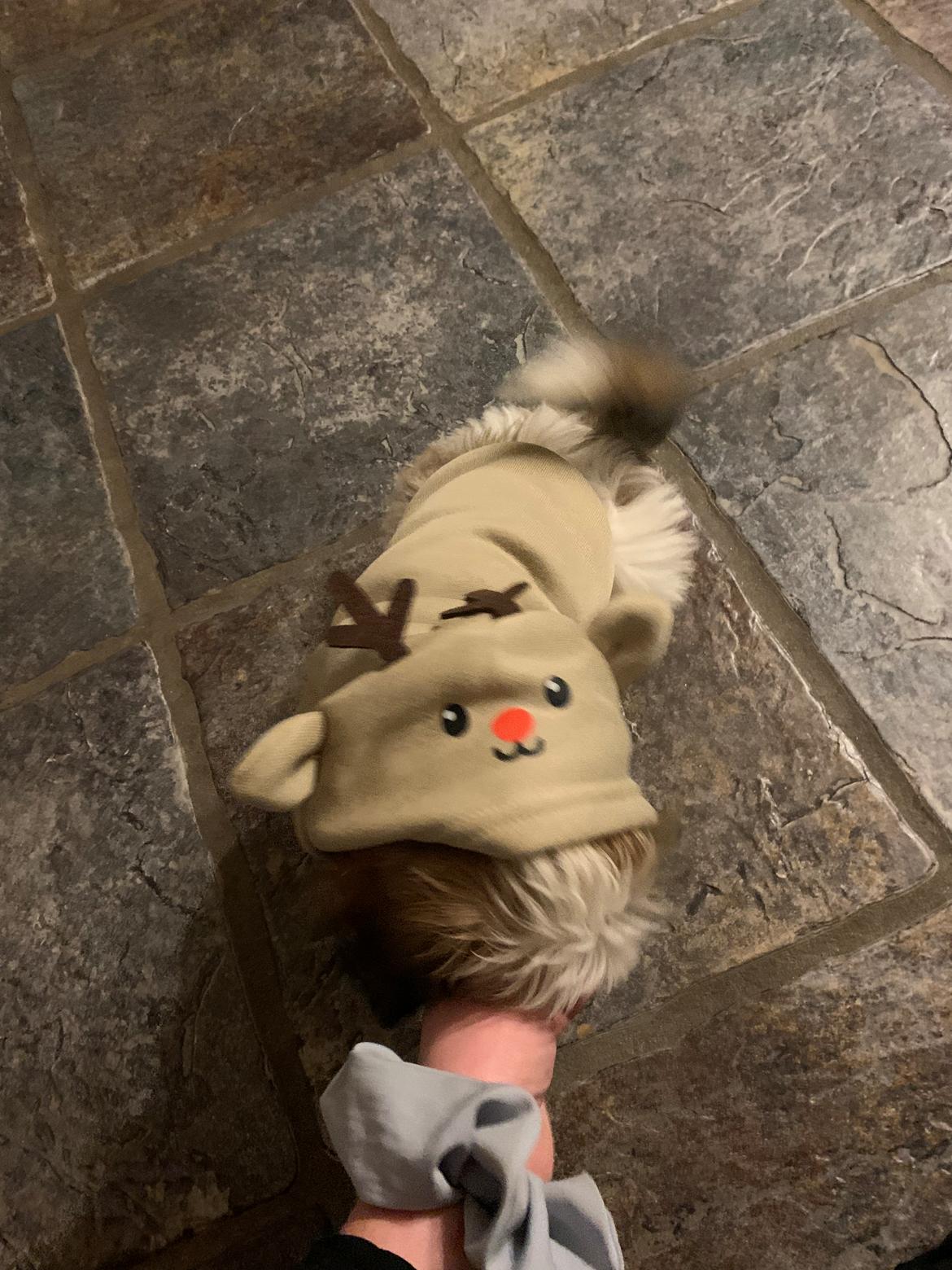 Shih tzu Mandfred (fodervært, servicehundeforningen) billede 11