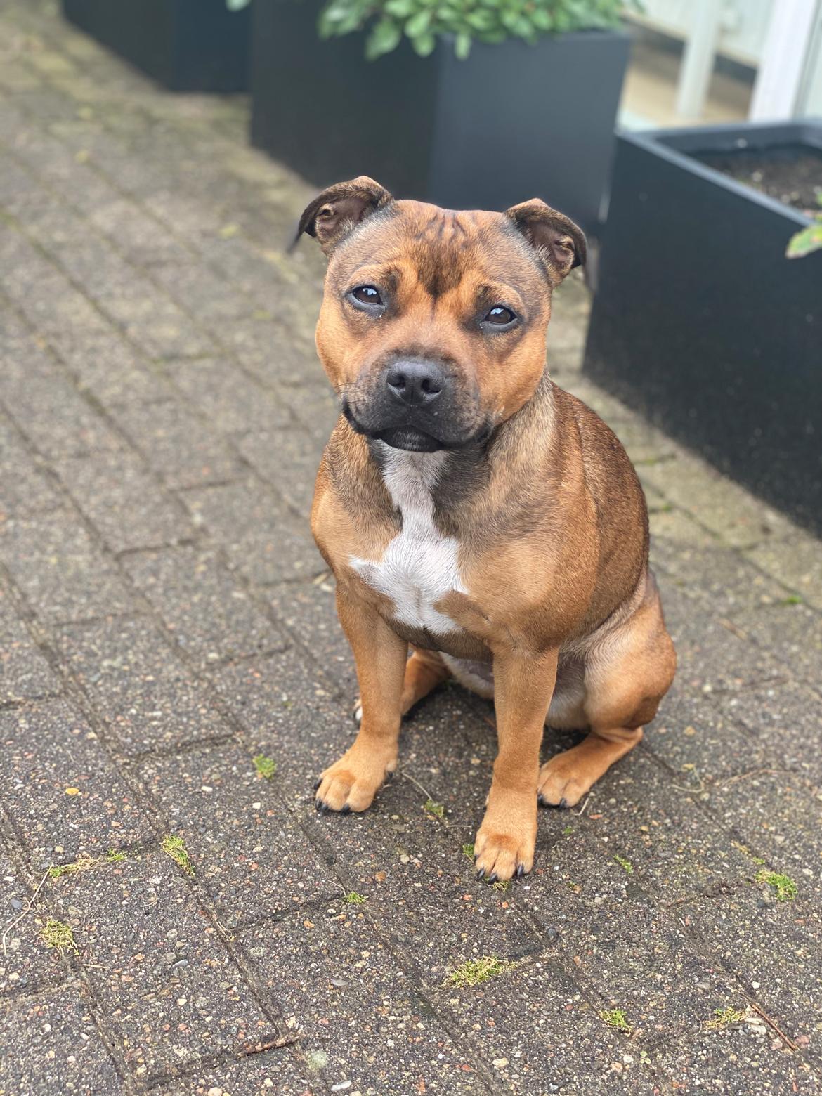 Staffordshire bull terrier Kenya  billede 34