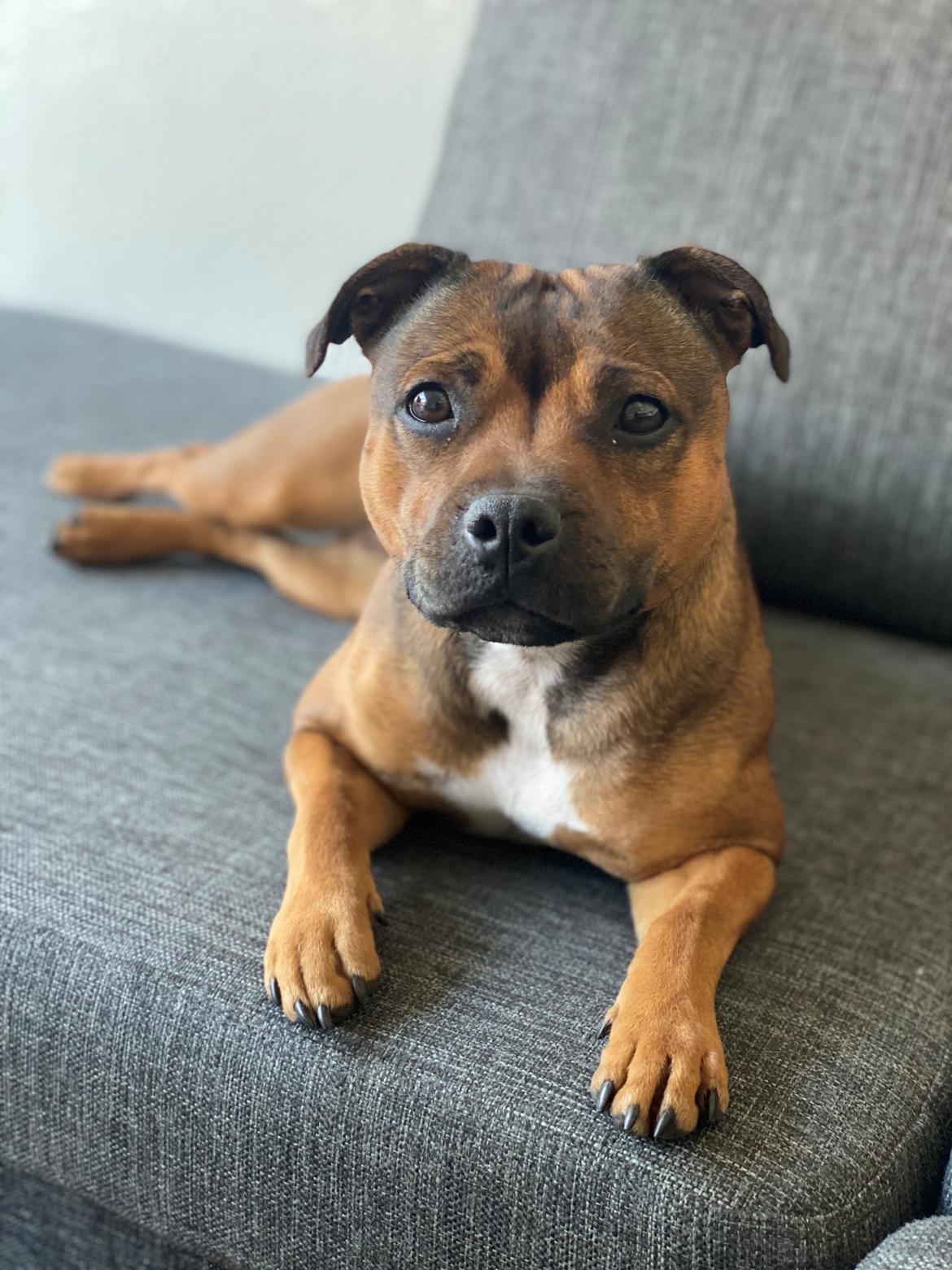 Staffordshire bull terrier Kenya  billede 36