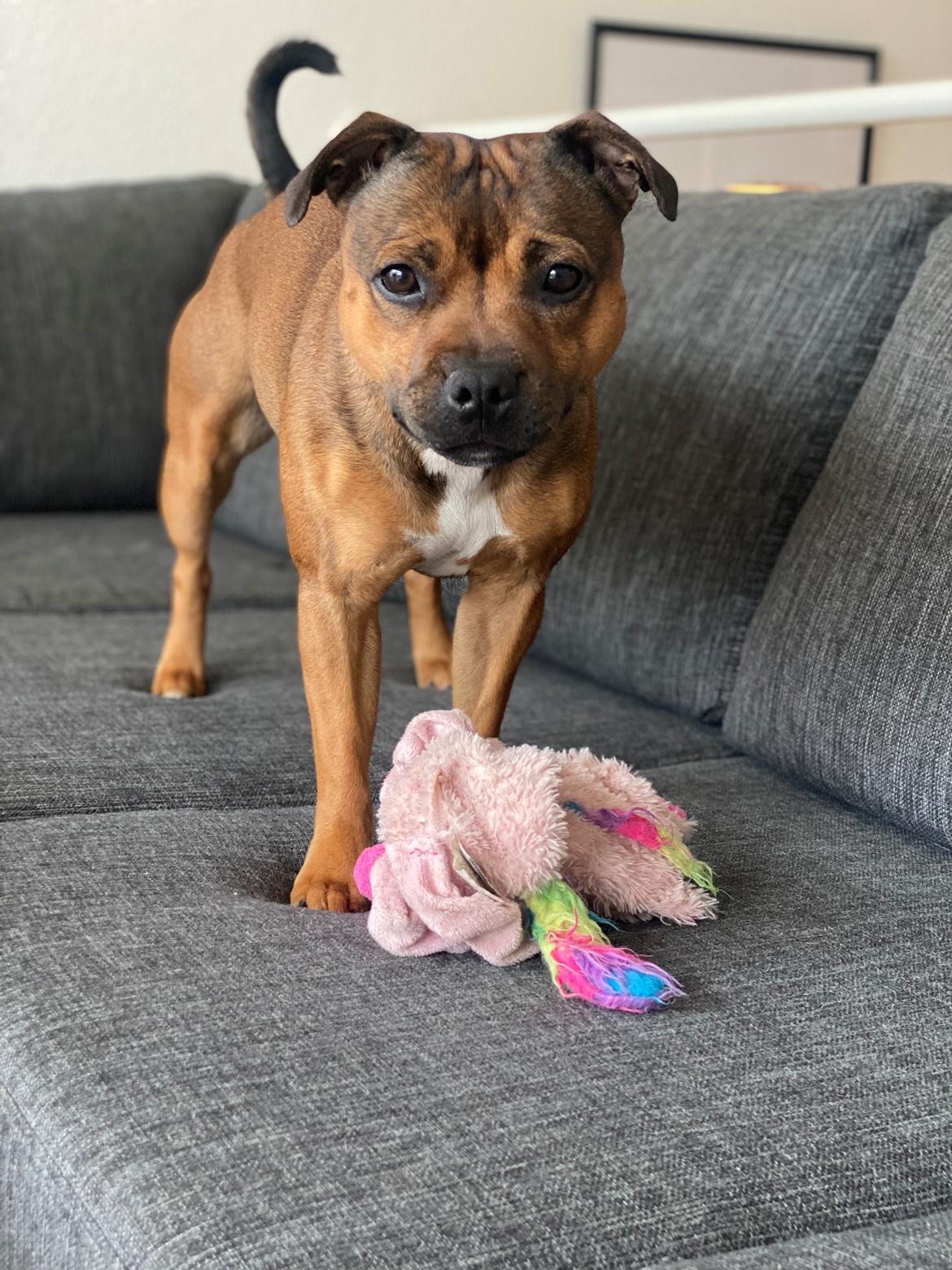 Staffordshire bull terrier Kenya  billede 37