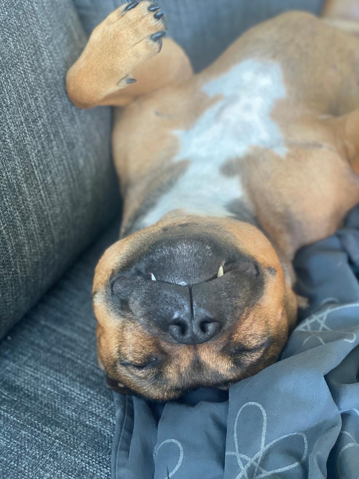 Staffordshire bull terrier Kenya  billede 42