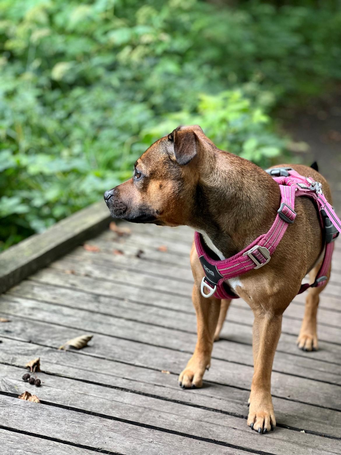 Staffordshire bull terrier Kenya  billede 43