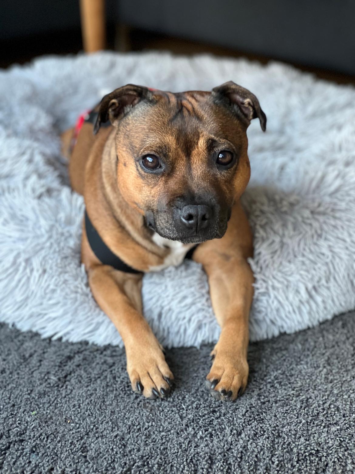 Staffordshire bull terrier Kenya  billede 46