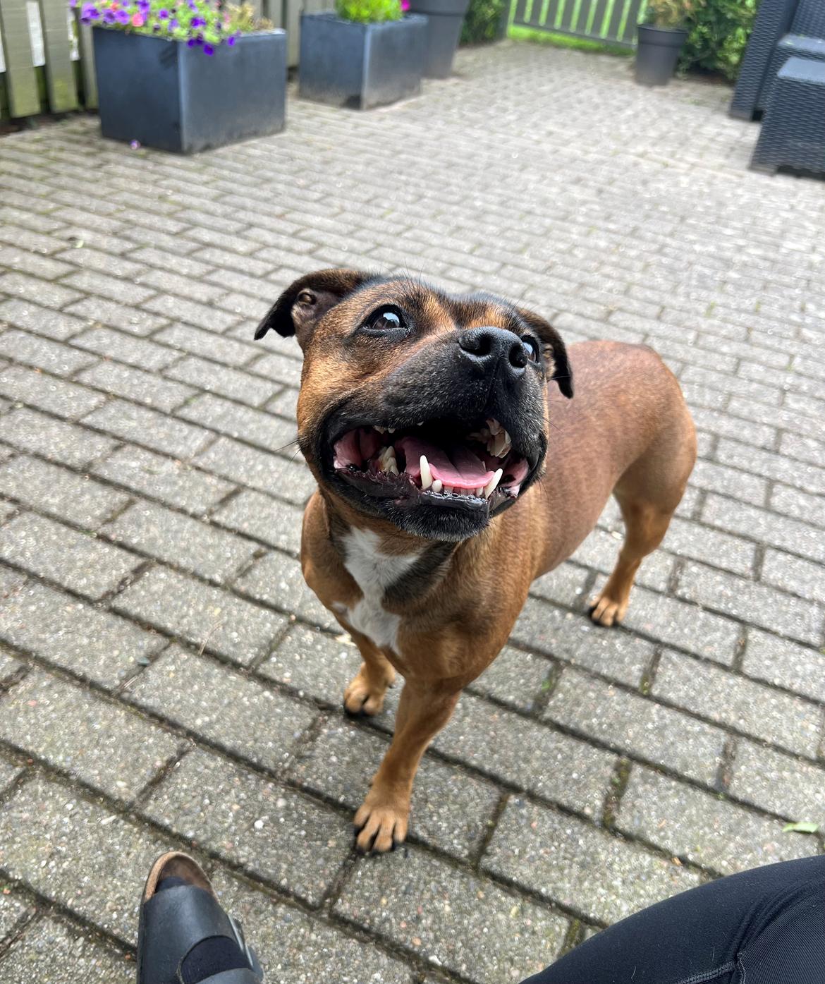 Staffordshire bull terrier Kenya  billede 47