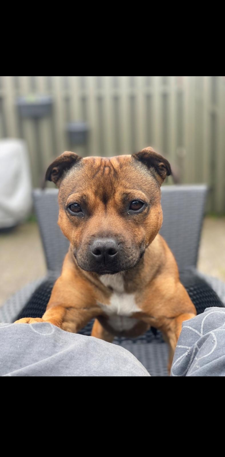 Staffordshire bull terrier Kenya  billede 40