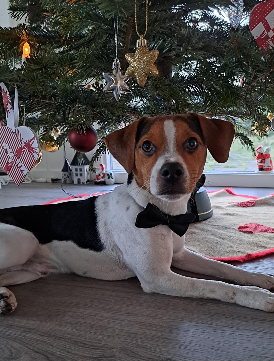 Dansk svensk gaardhund Eddie R.I.P. - 21. december 2023 billede 33