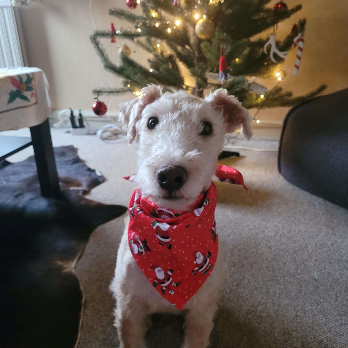 Lakeland terrier Charlie billede 1