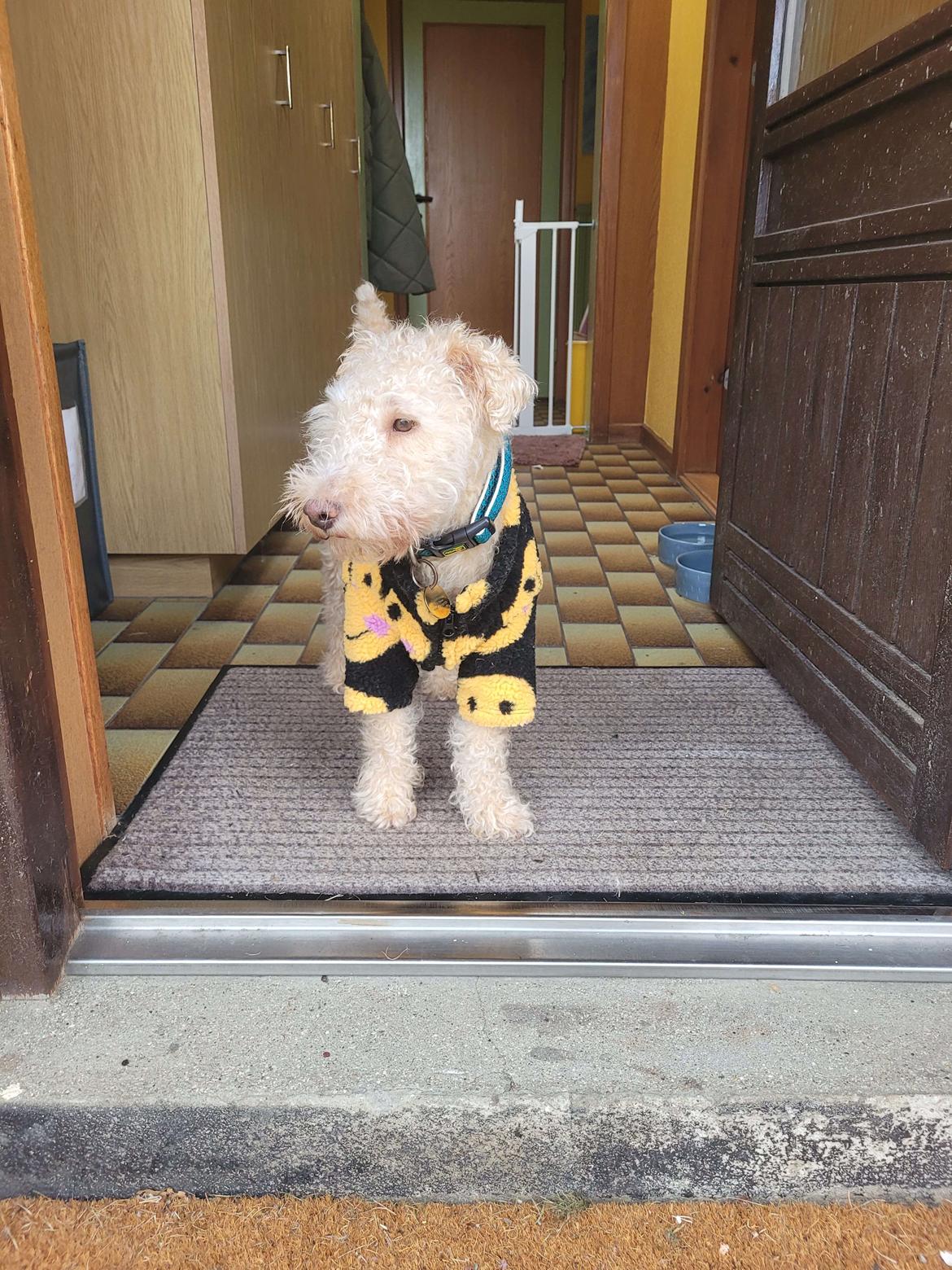 Lakeland terrier Charlie billede 3
