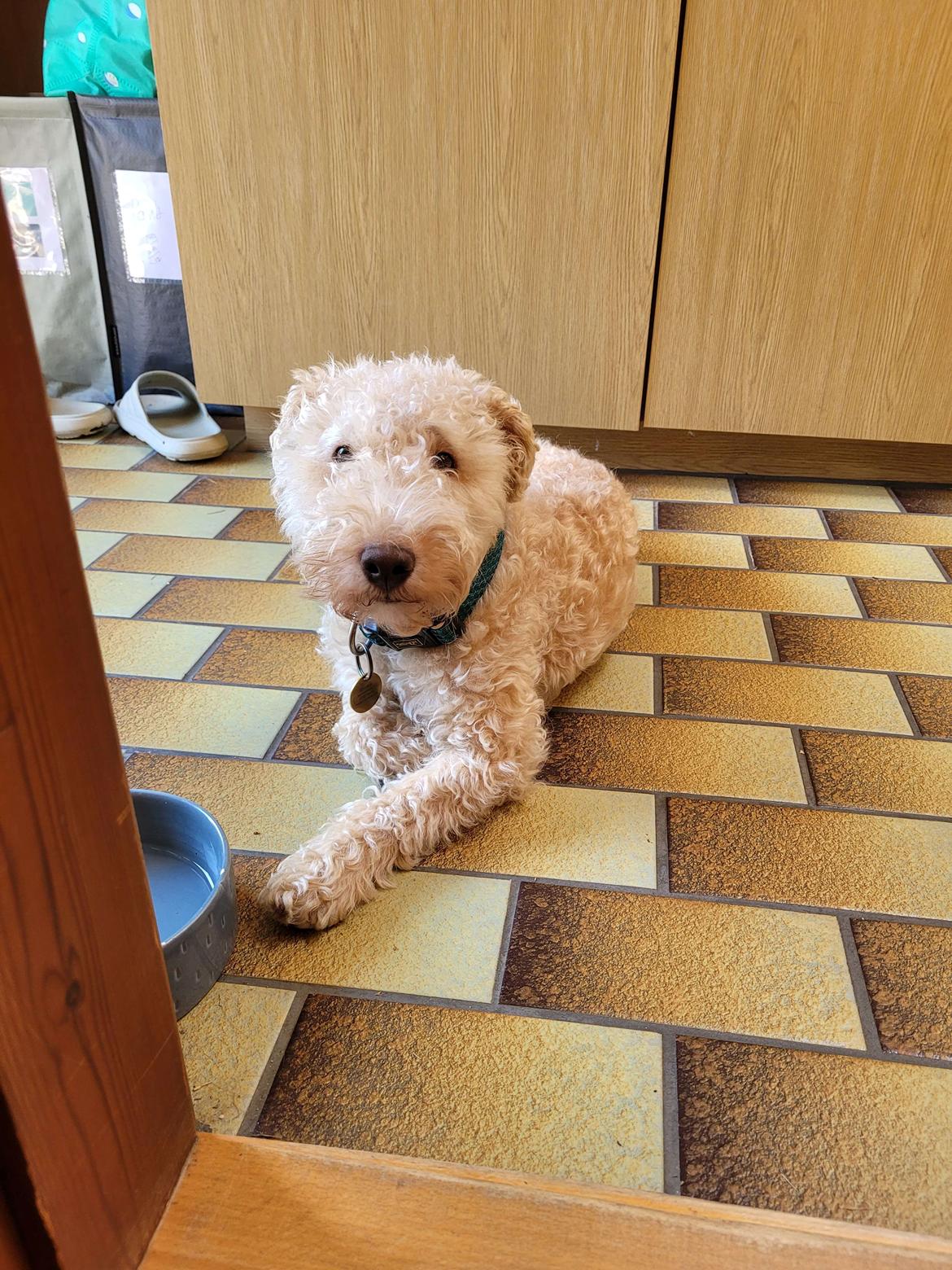 Lakeland terrier Charlie billede 4