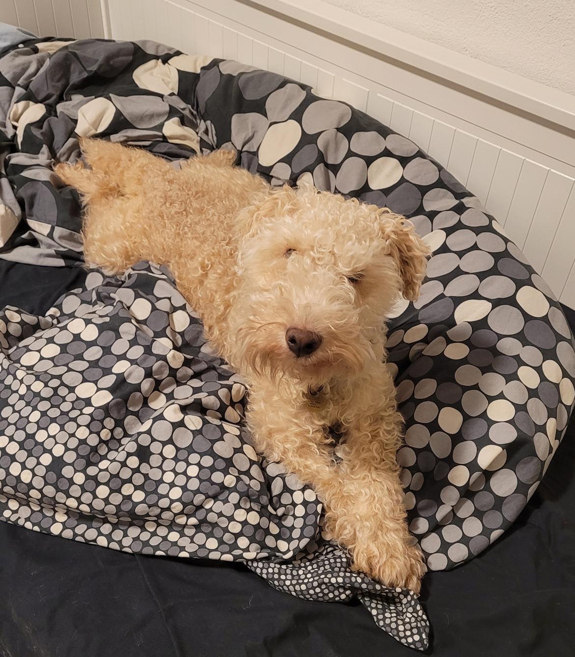 Lakeland terrier Charlie billede 5