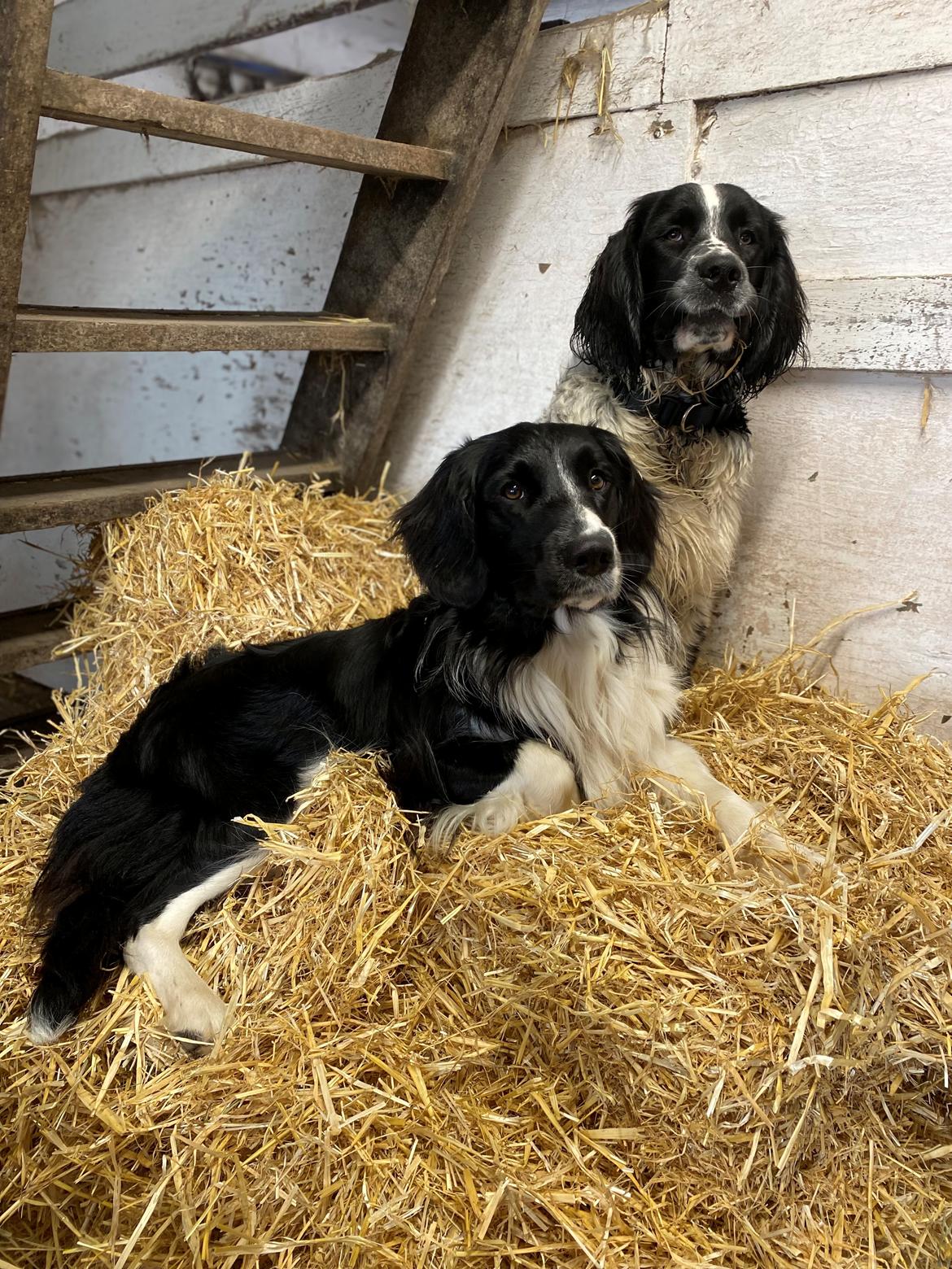 Blanding af racer Balder billede 1