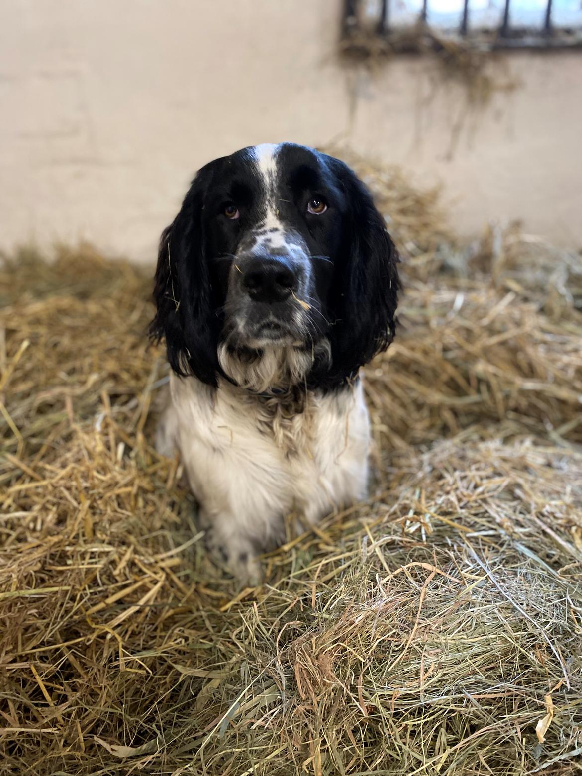 Blanding af racer Balder billede 2