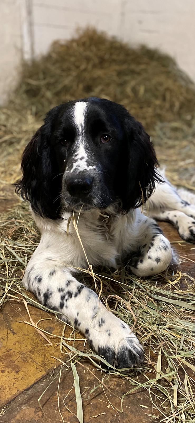 Blanding af racer Balder billede 4