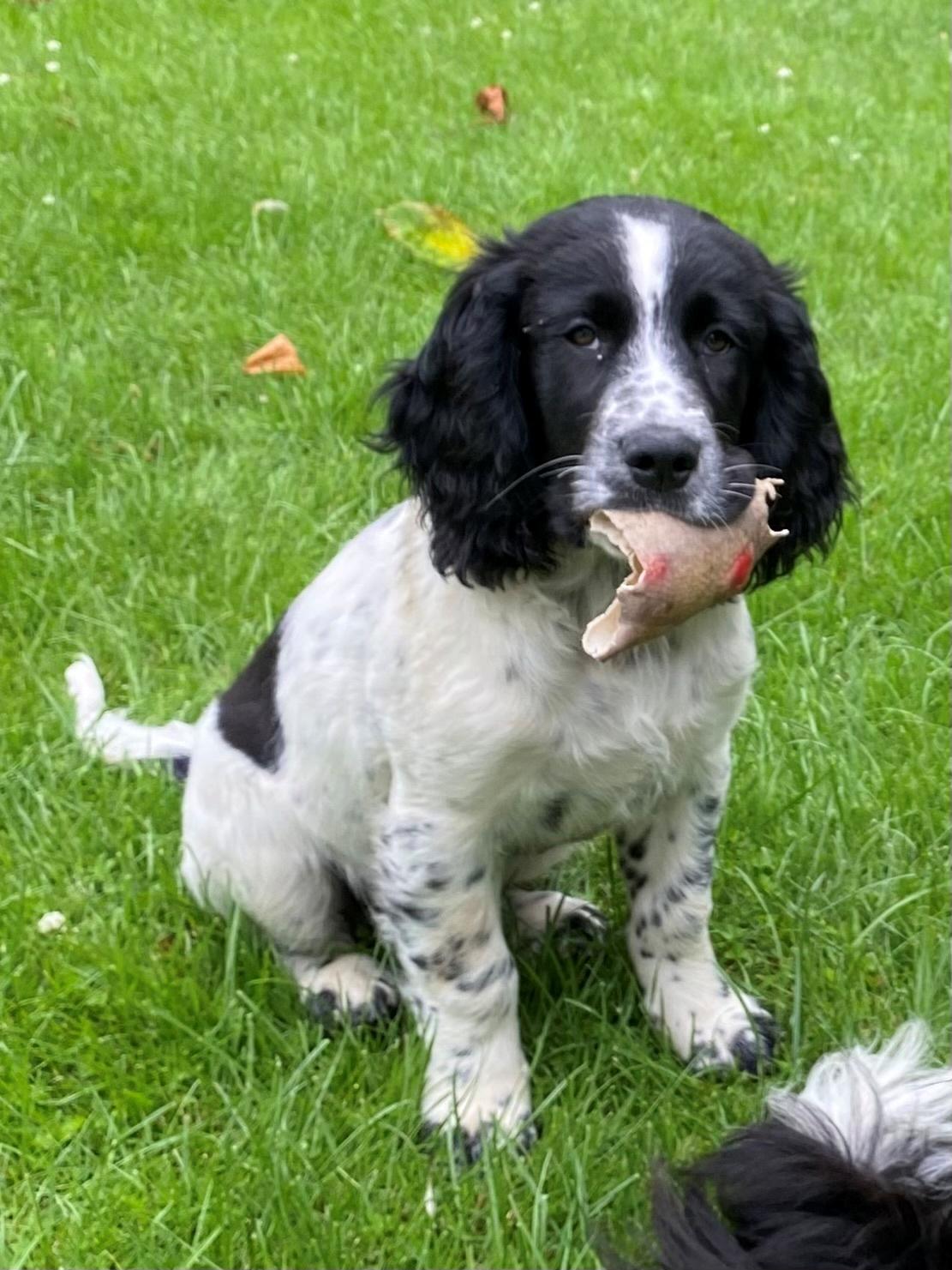 Blanding af racer Balder billede 5