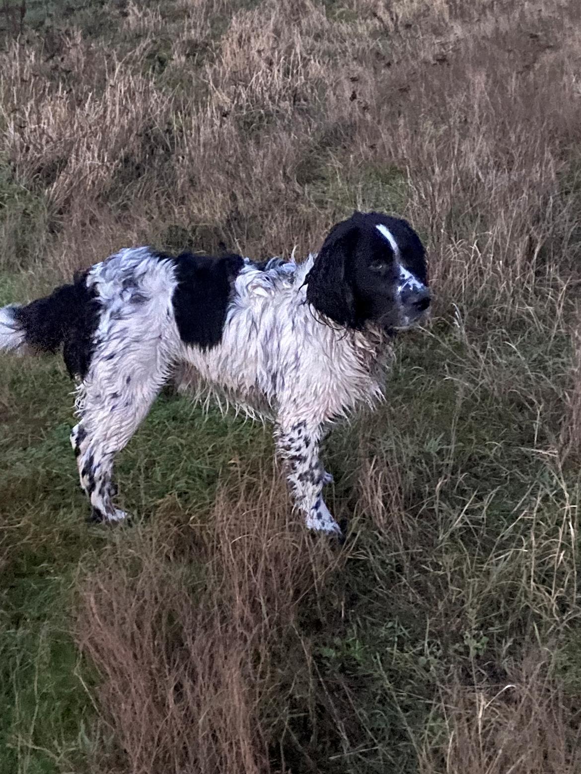 Blanding af racer Balder billede 6