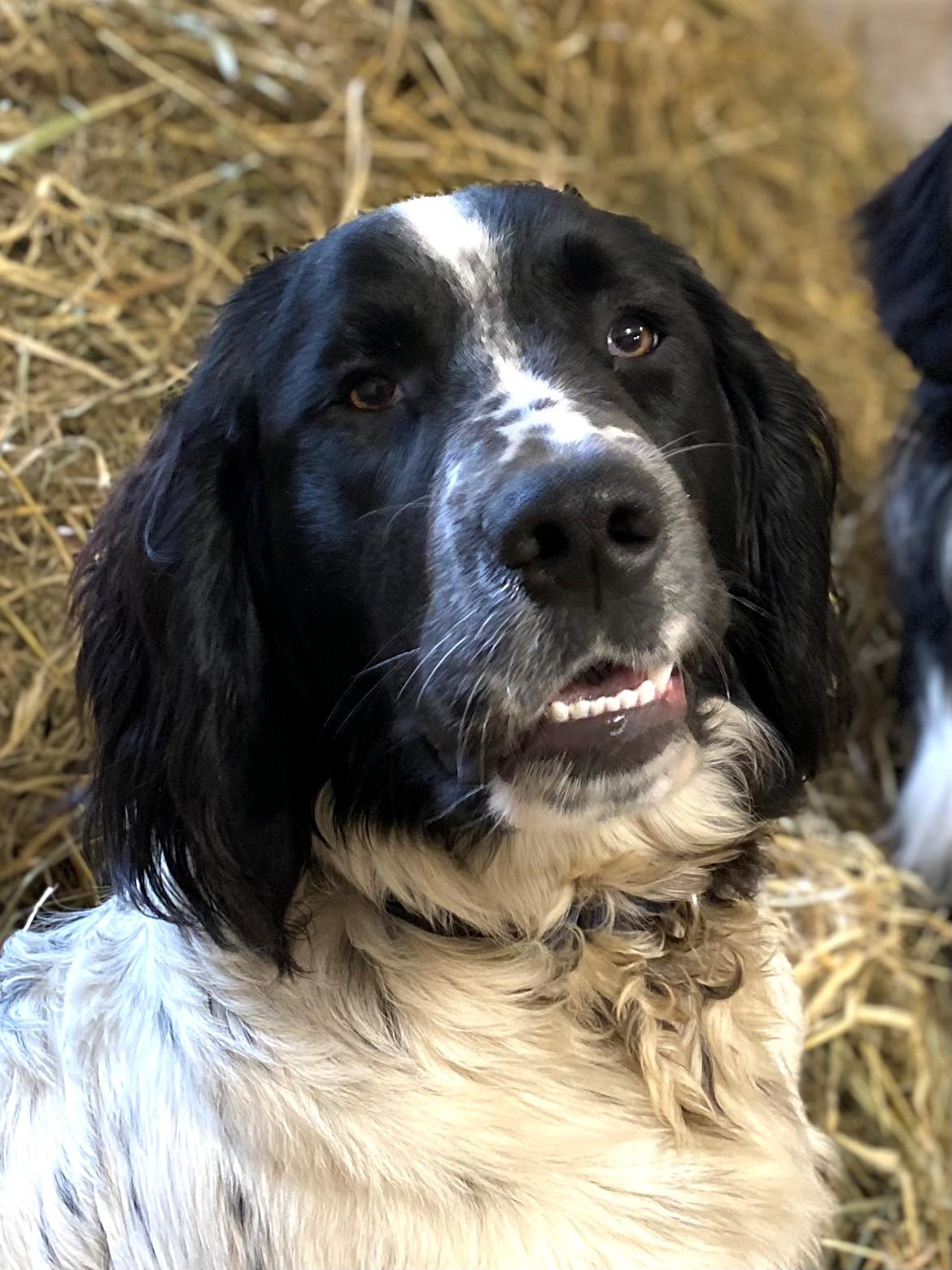 Blanding af racer Balder billede 3