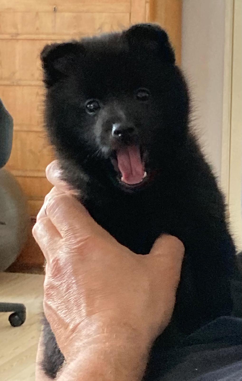 Schipperke Asti billede 2