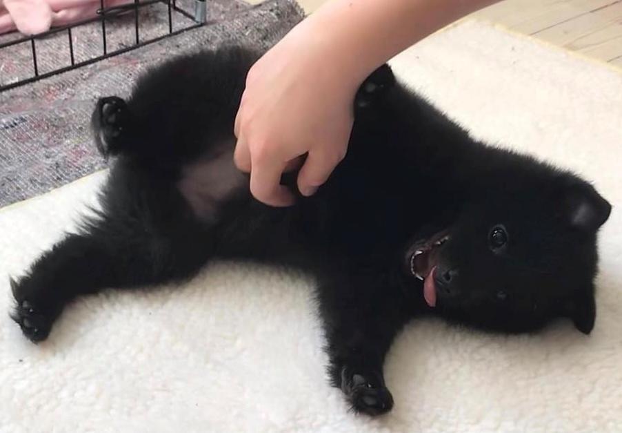 Schipperke Asti billede 3