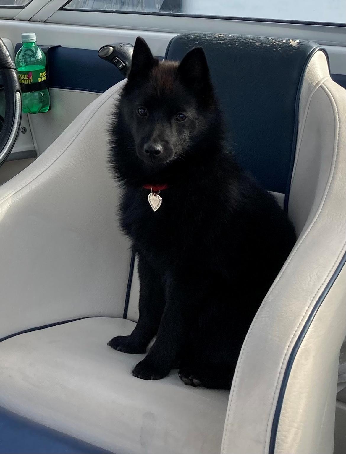 Schipperke Asti billede 1